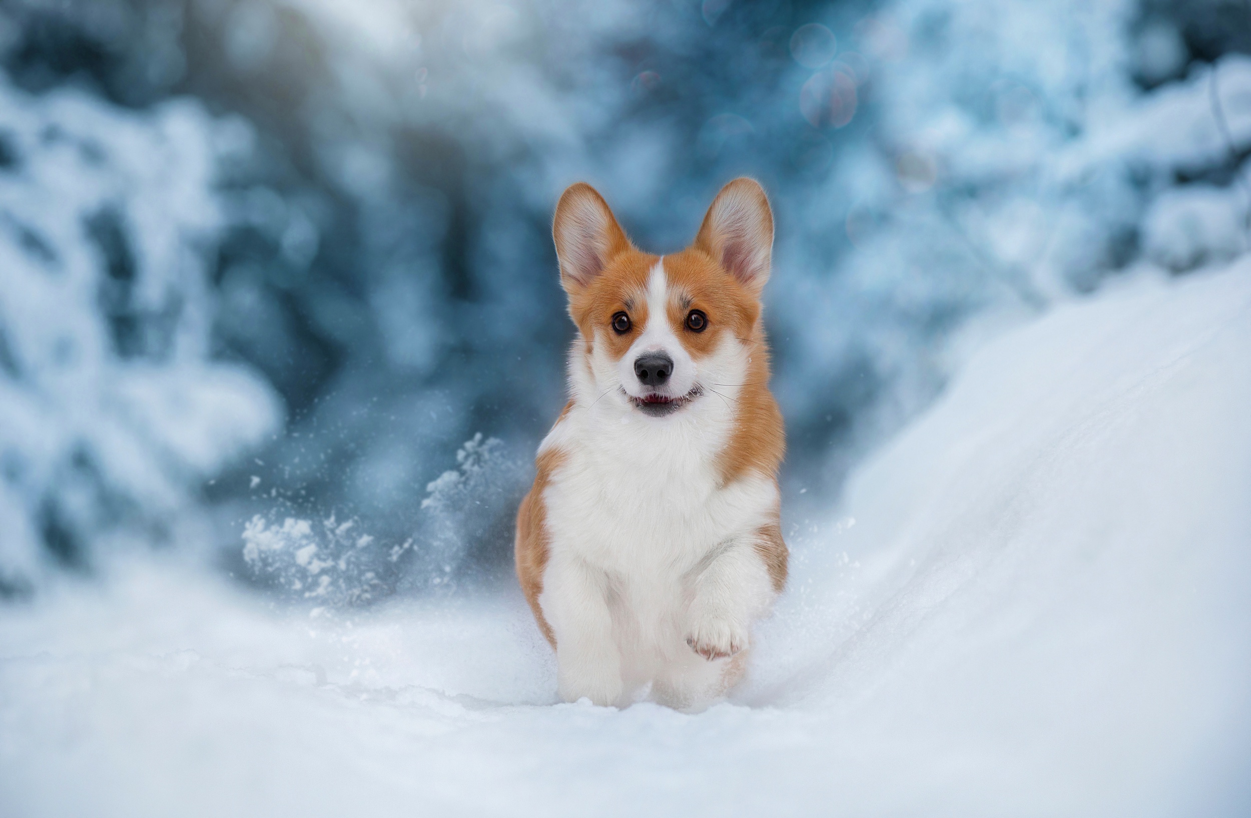 Corgi Wallpapers