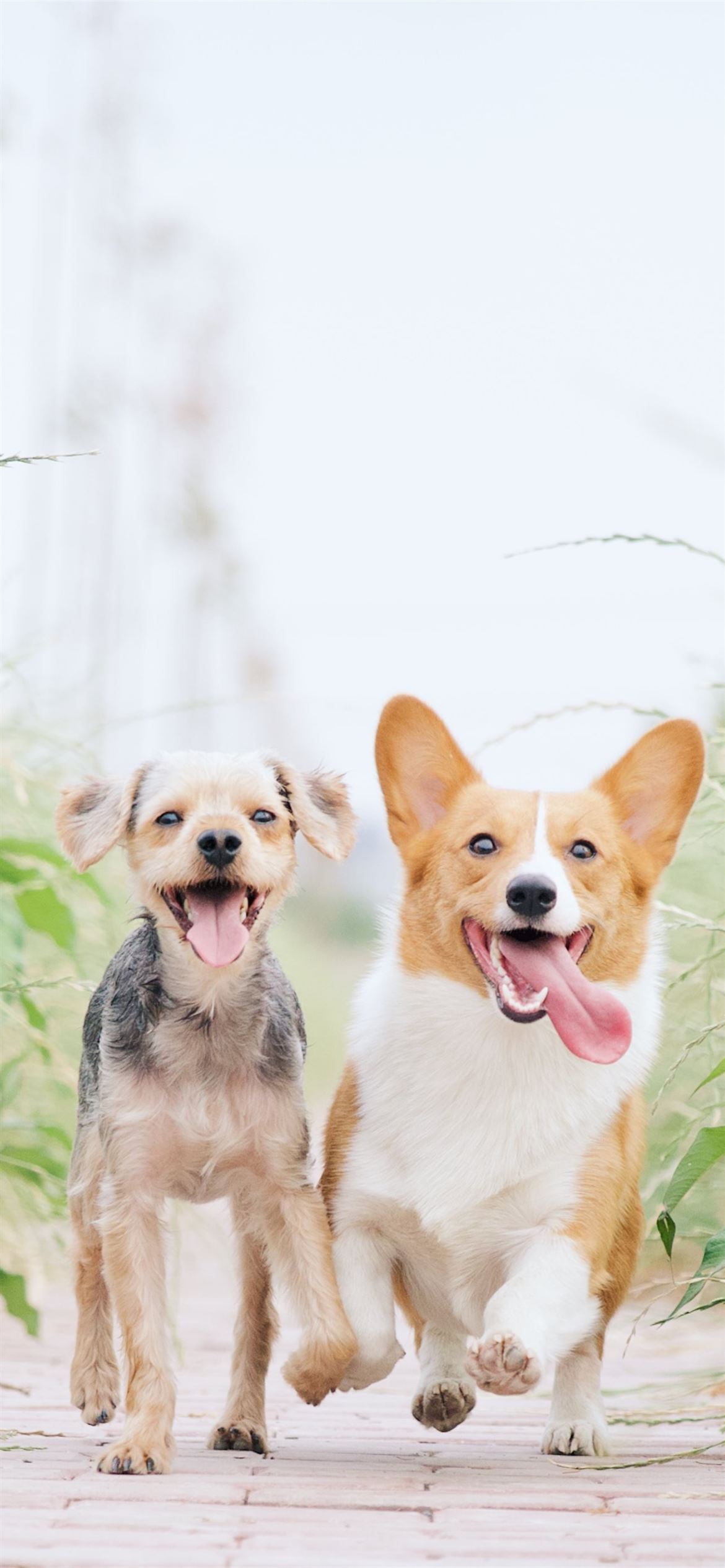 Corgi Wallpapers