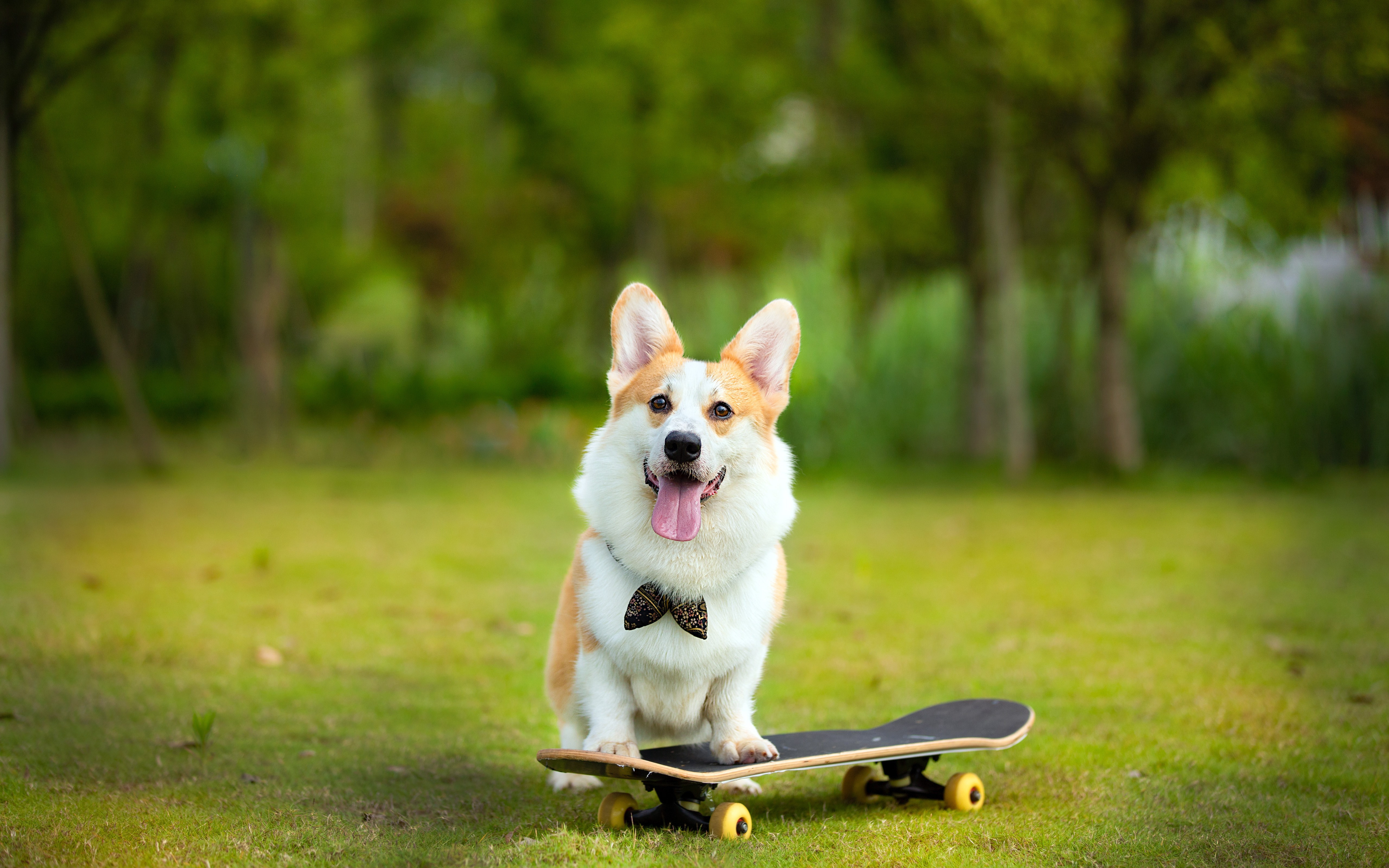 Corgi Wallpapers