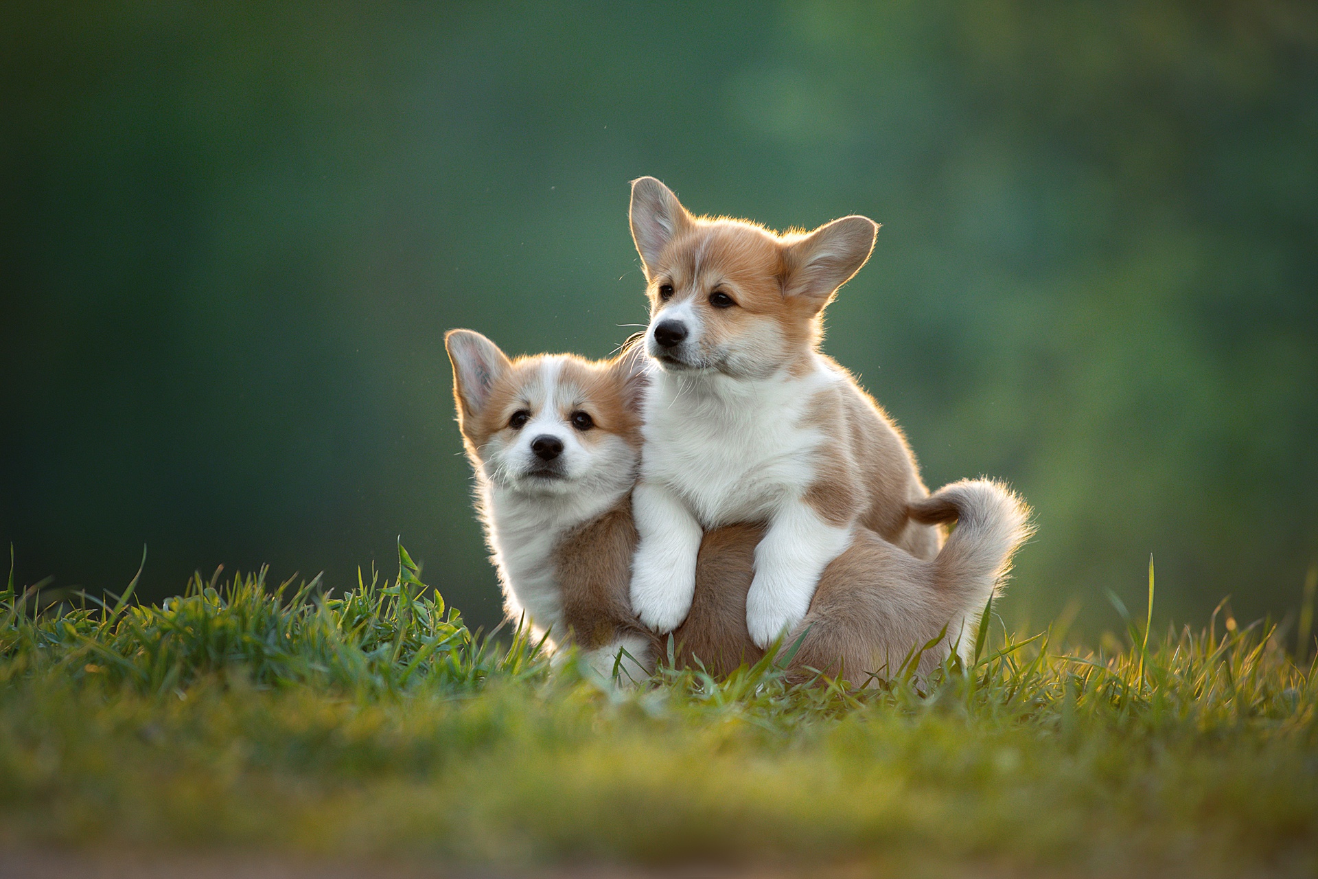 Corgi Wallpapers