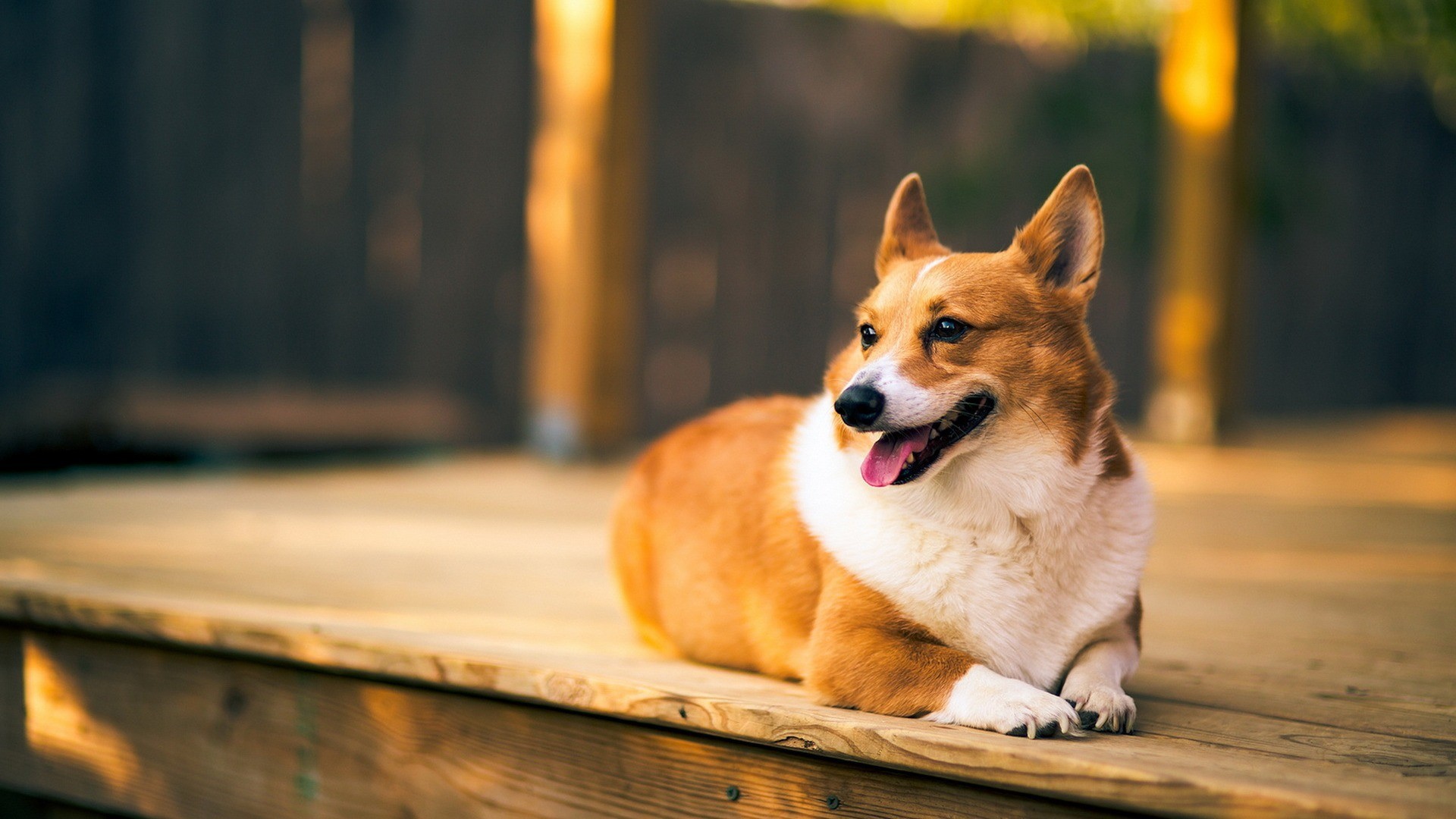 Corgi Wallpapers