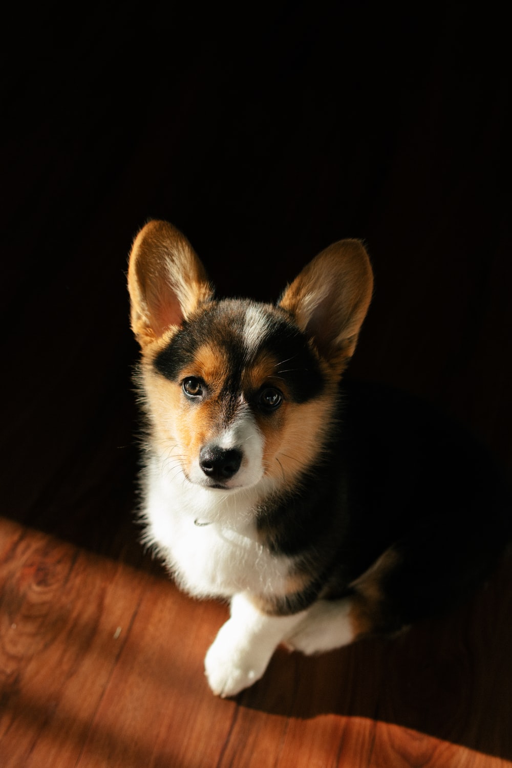 Corgi Wallpapers