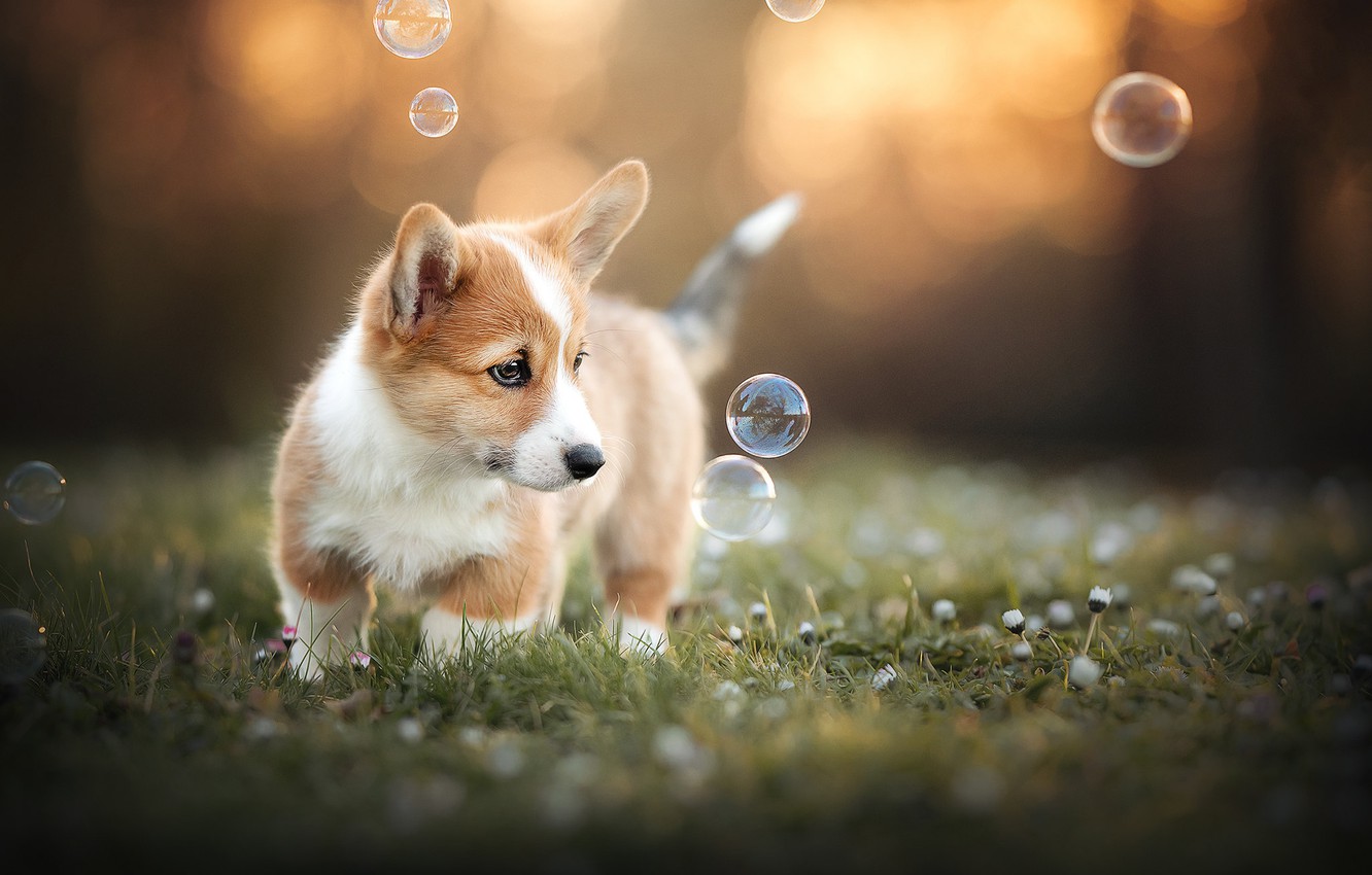 Corgi Wallpapers