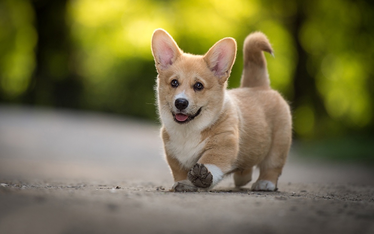 Corgi Wallpapers