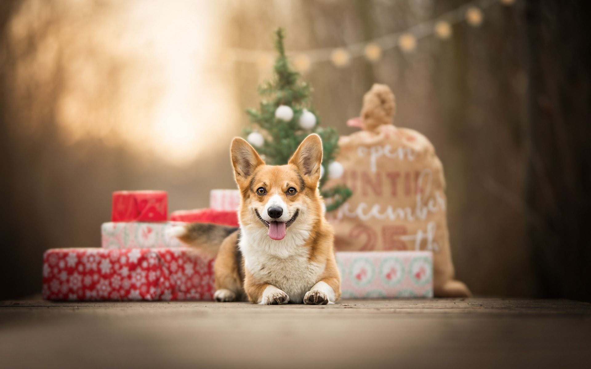 Corgi Wallpapers