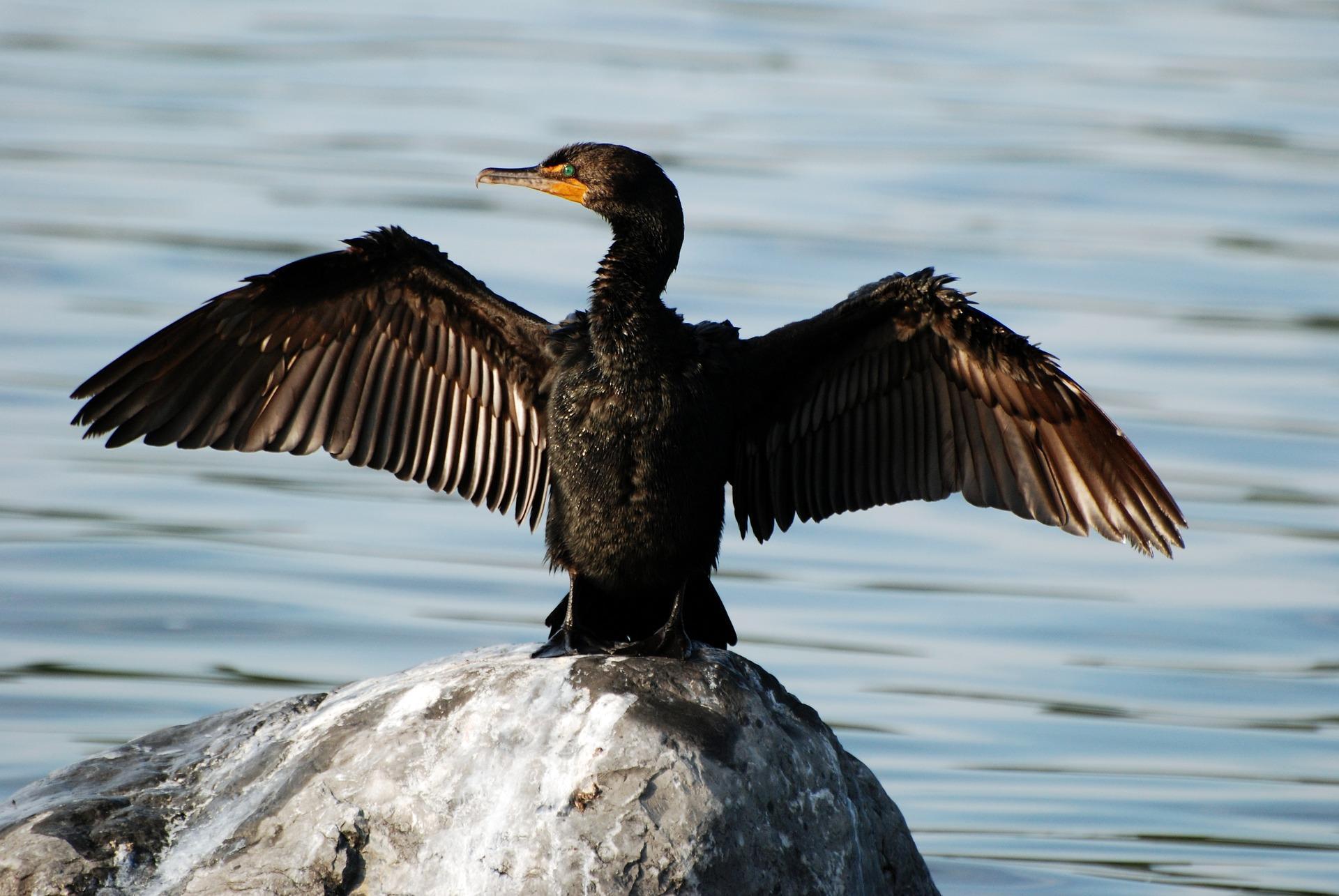 Cormorant Wallpapers