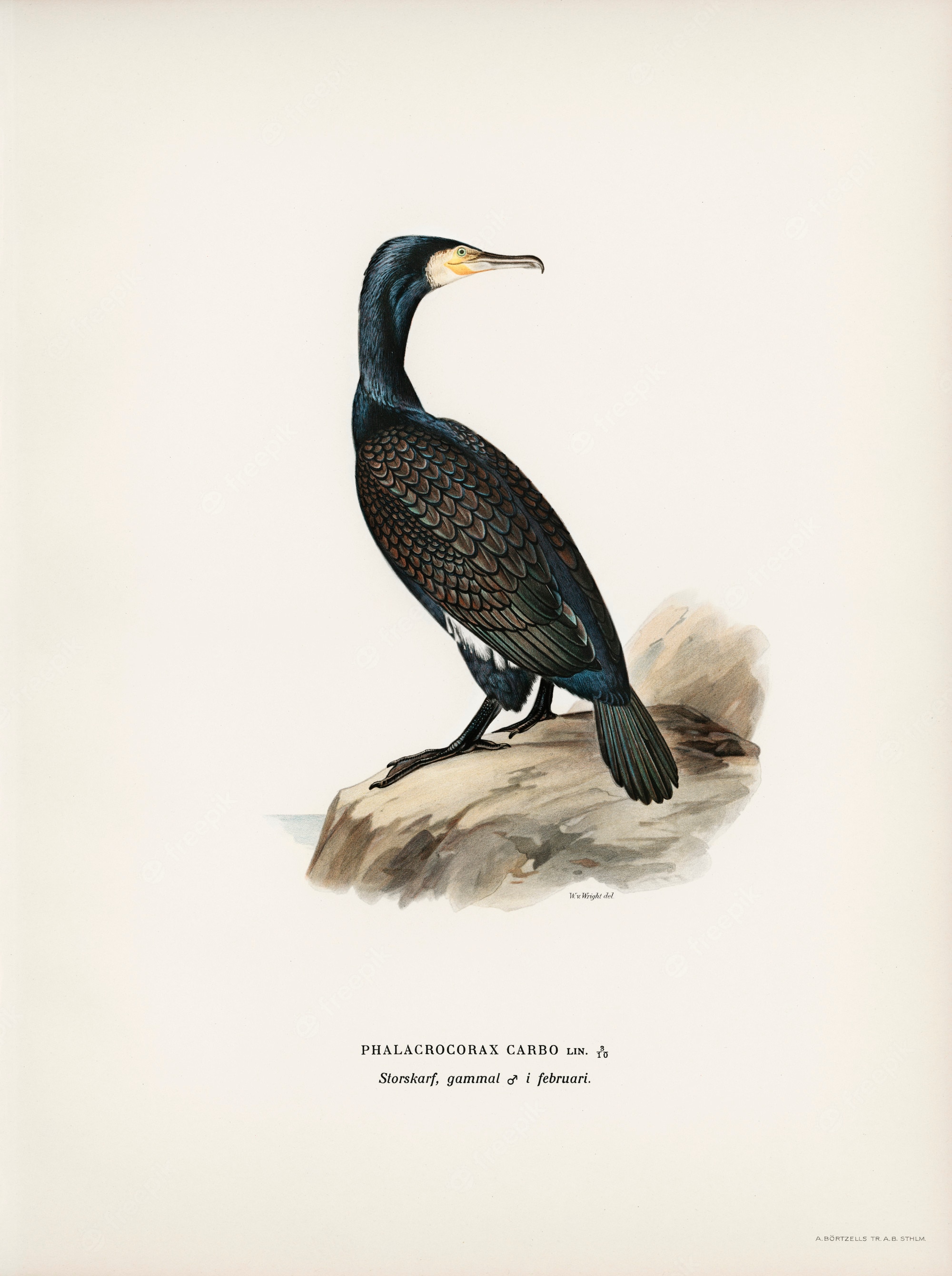 Cormorant Wallpapers