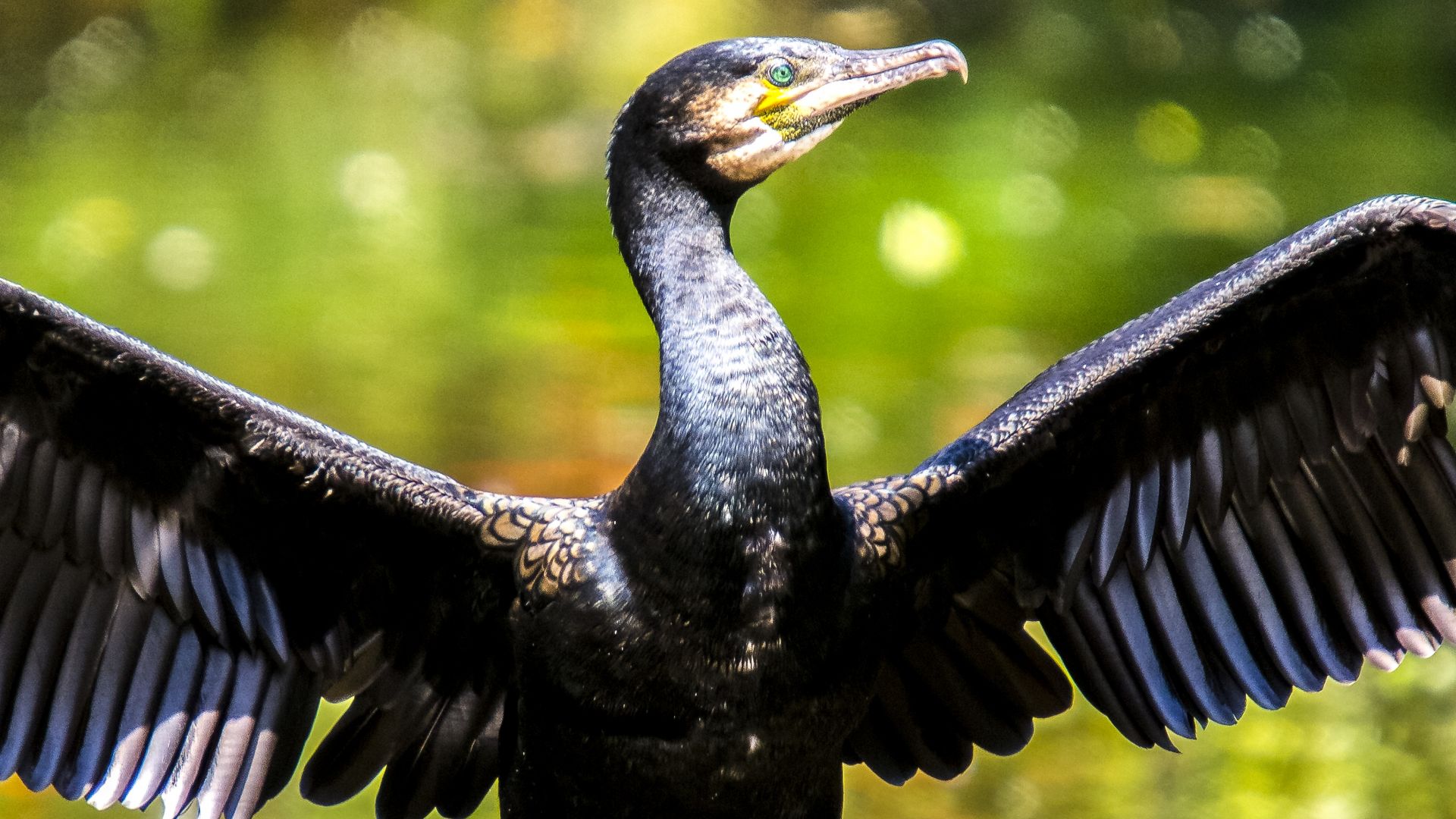 Cormorant Wallpapers