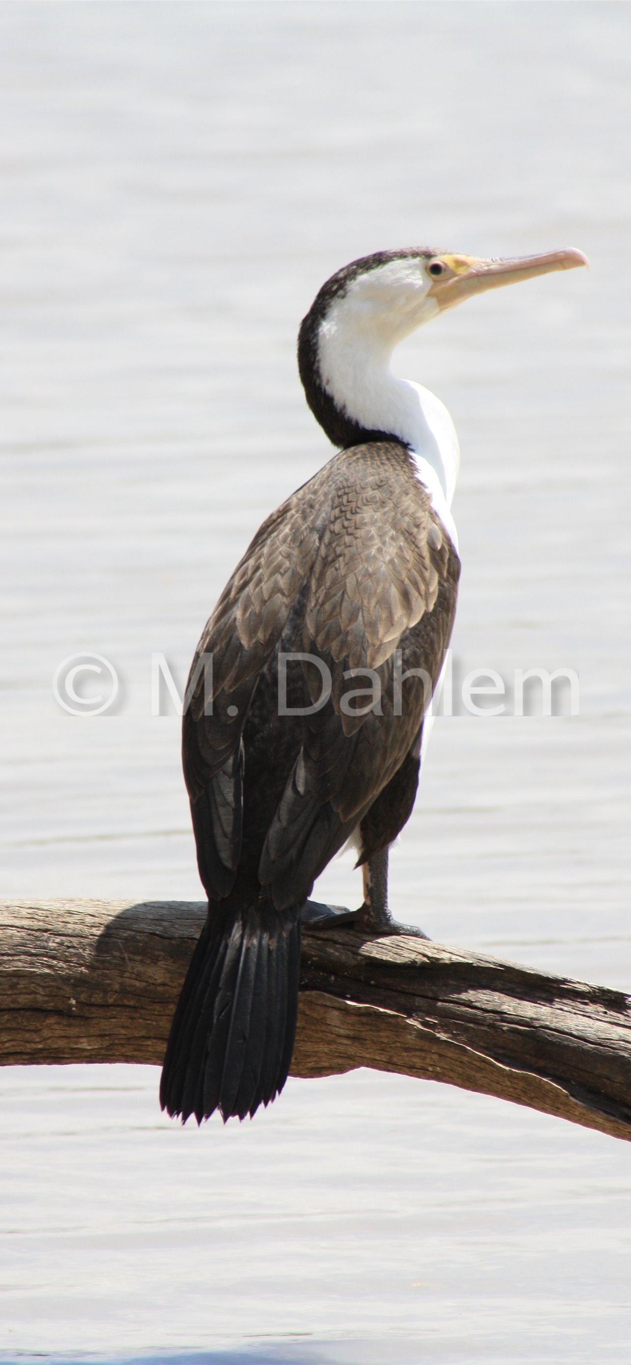 Cormorant Wallpapers