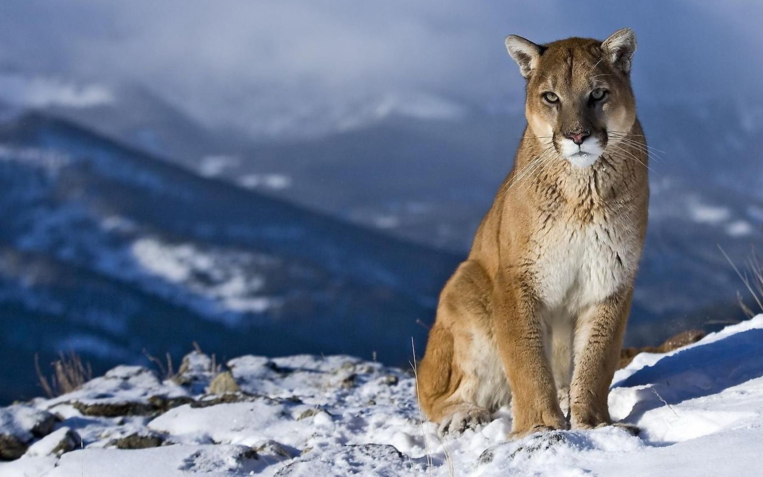 Cougar Wallpapers