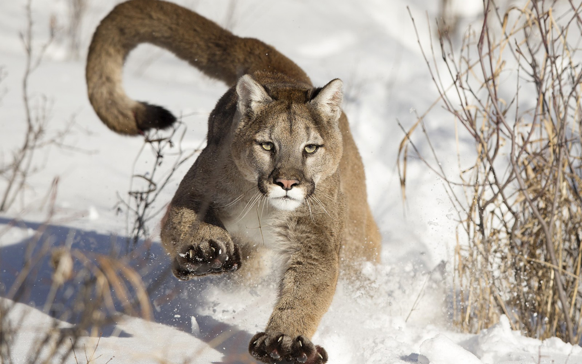 Cougar Wallpapers