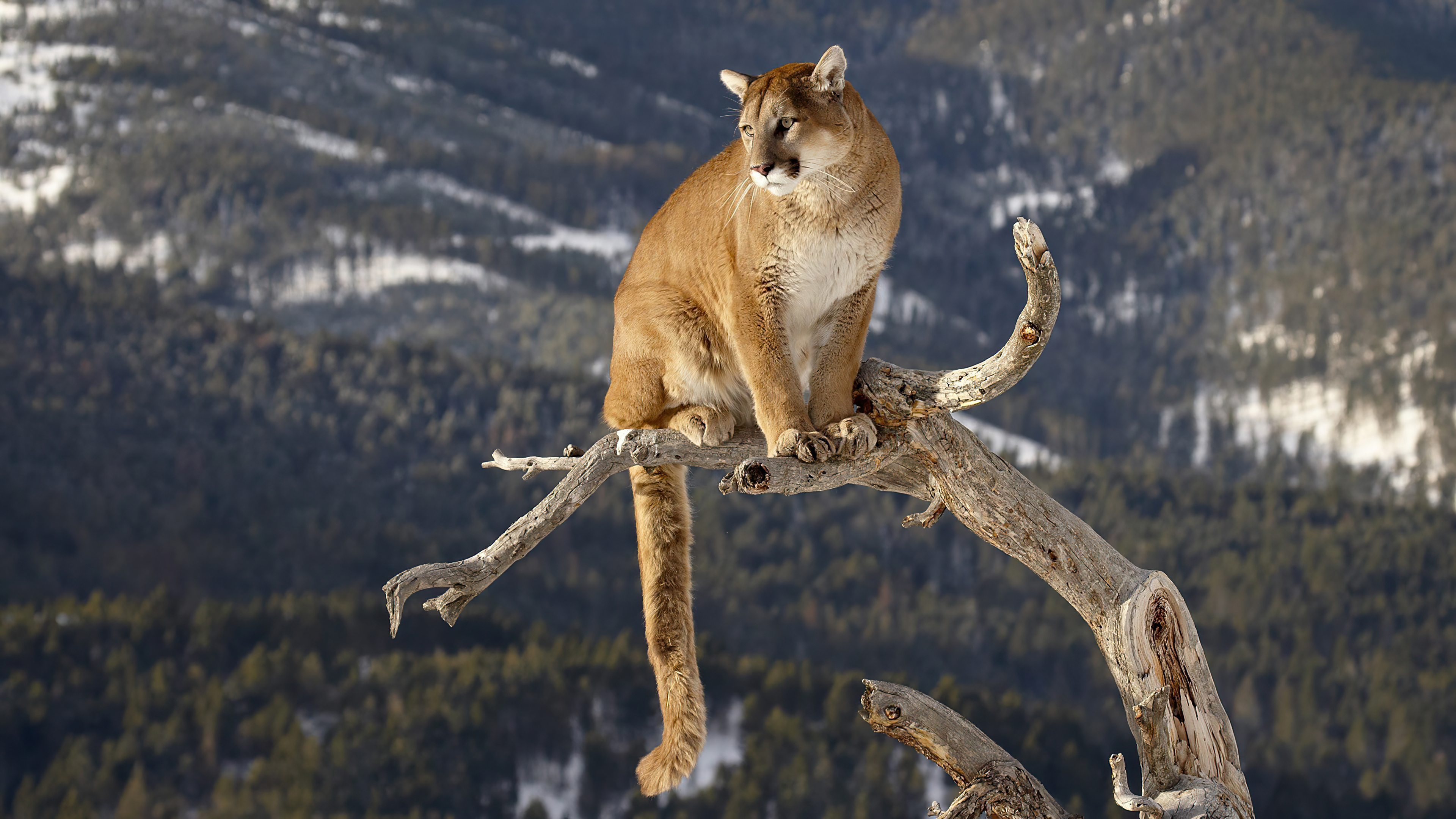 Cougar Wallpapers