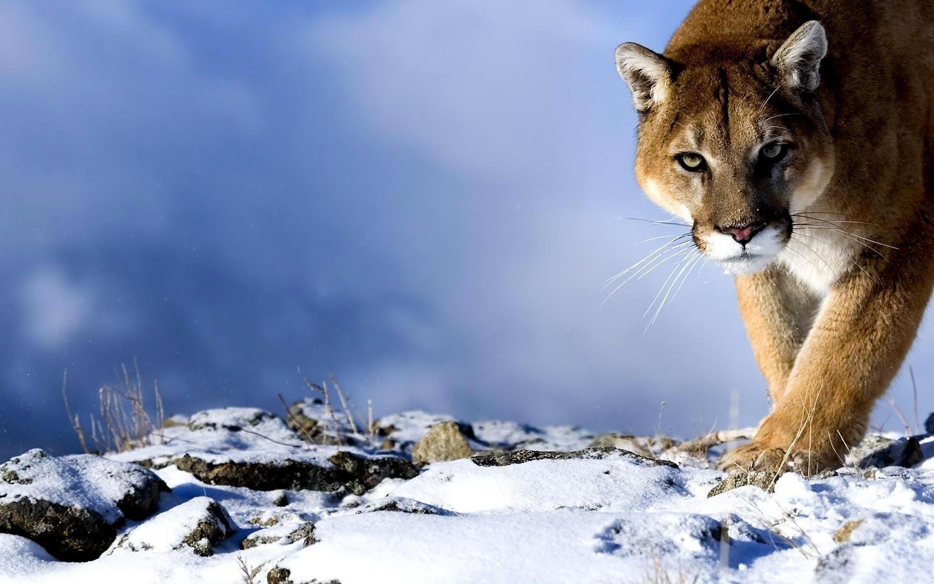 Cougar Wallpapers