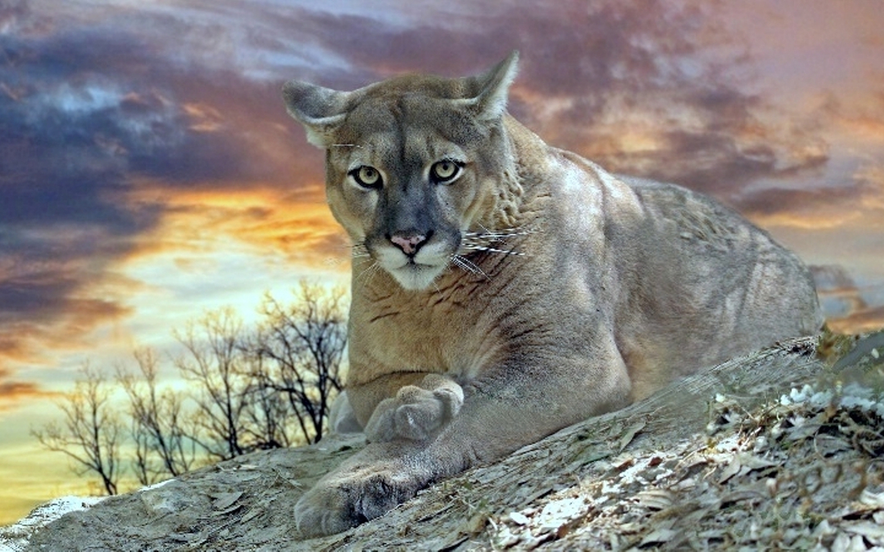 Cougar Wallpapers