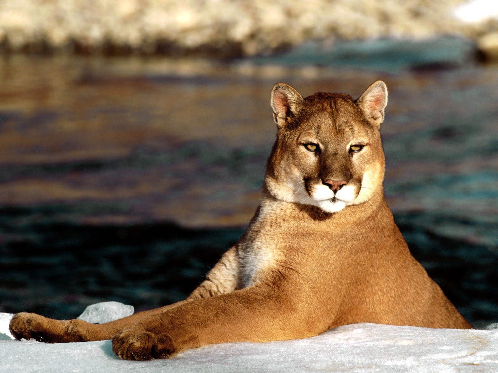 Cougar Wallpapers