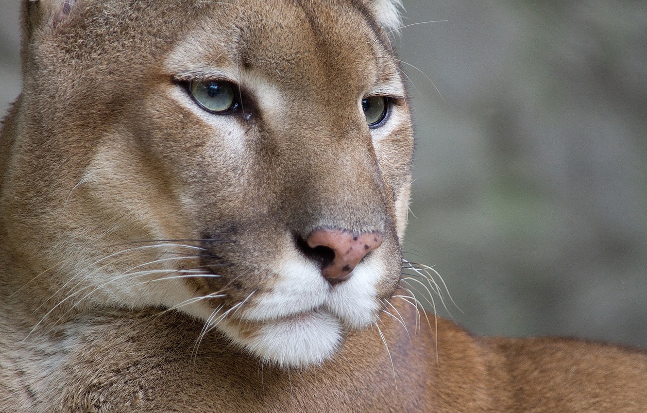 Cougar Wallpapers