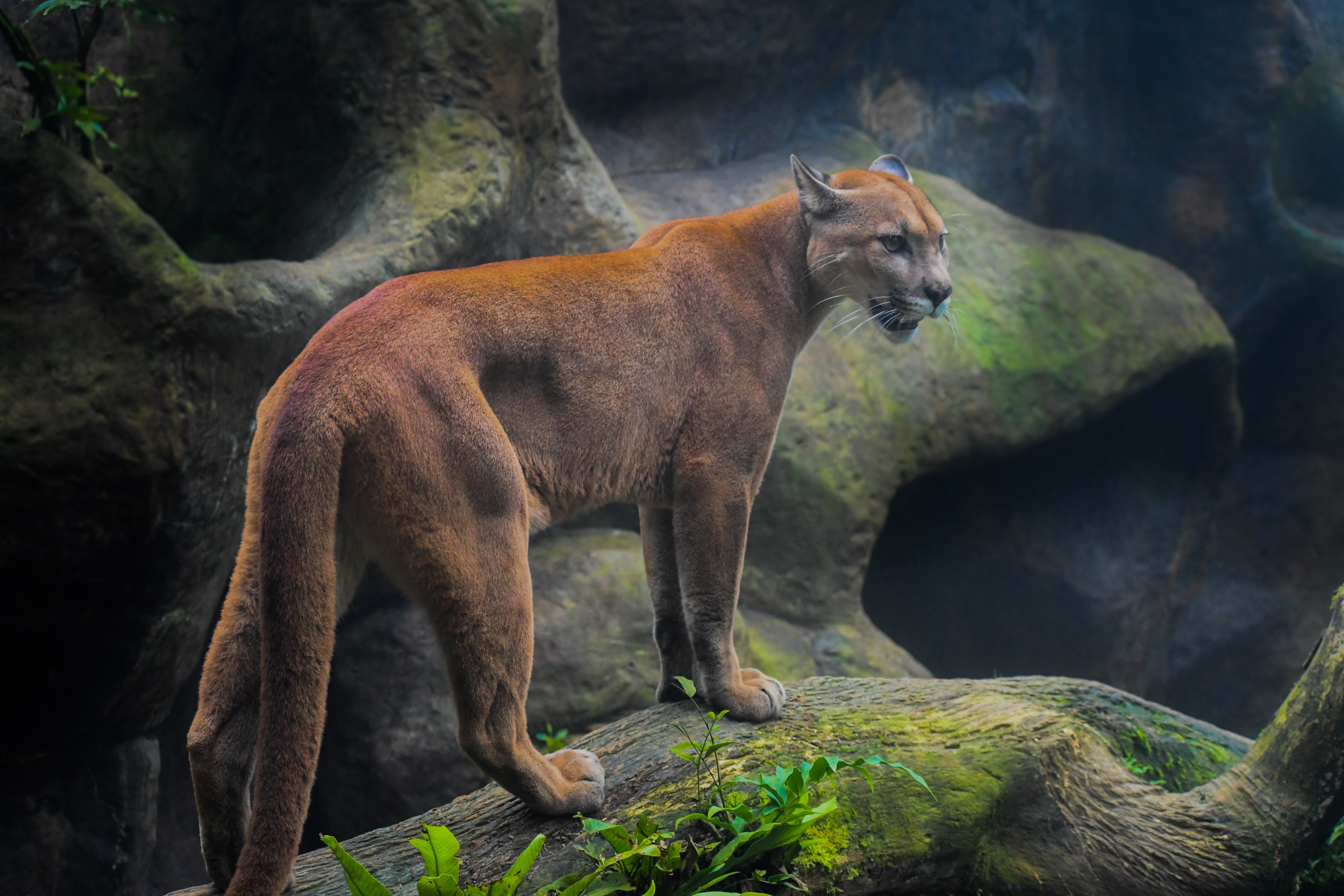 Cougar Wallpapers