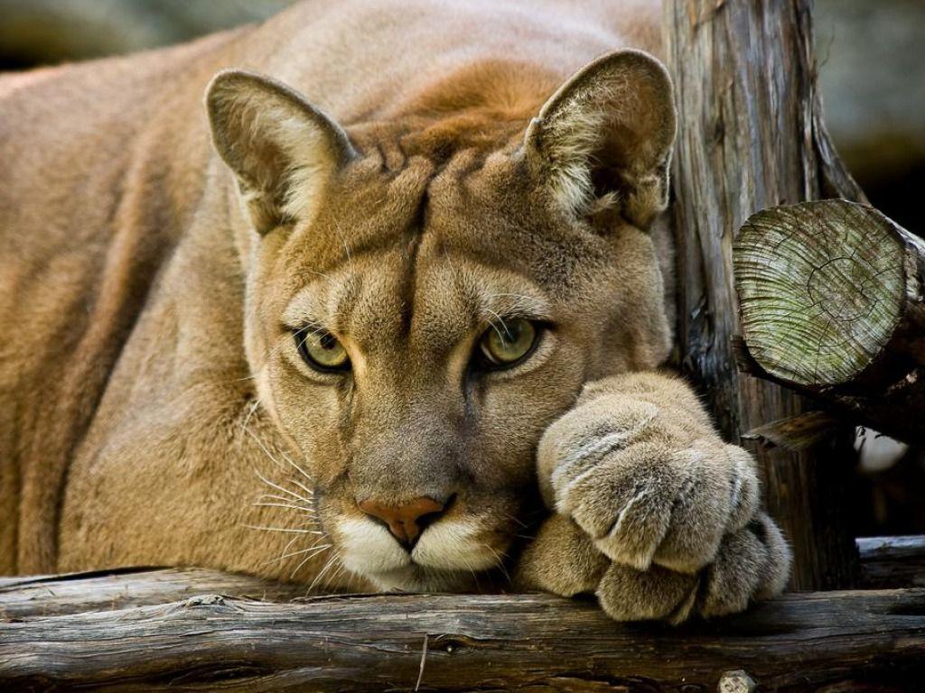 Cougar Wallpapers