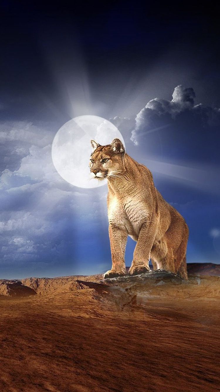 Cougar Wallpapers