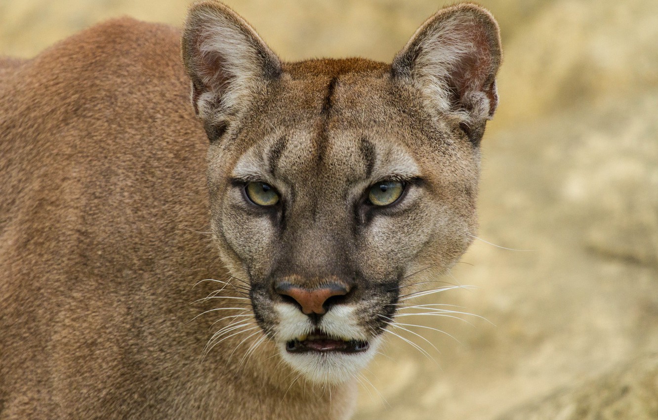 Cougar Wallpapers