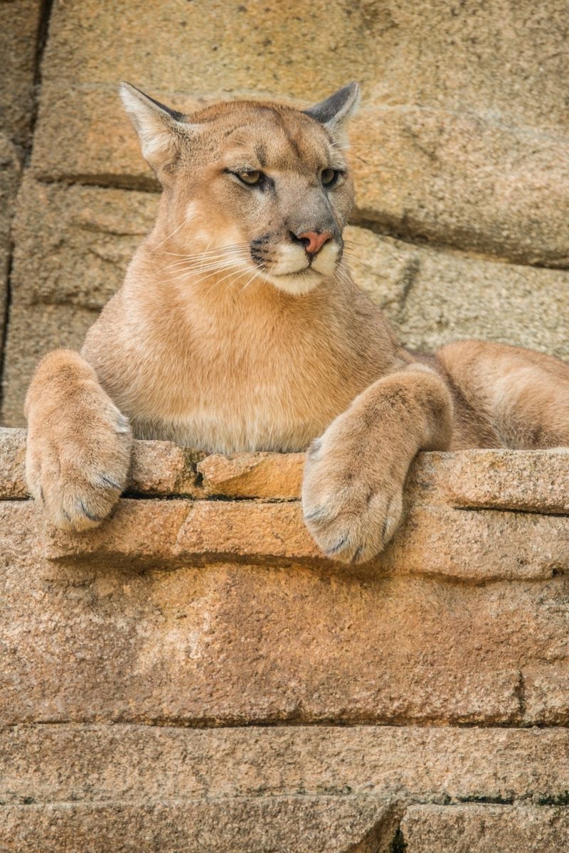 Cougar Wallpapers