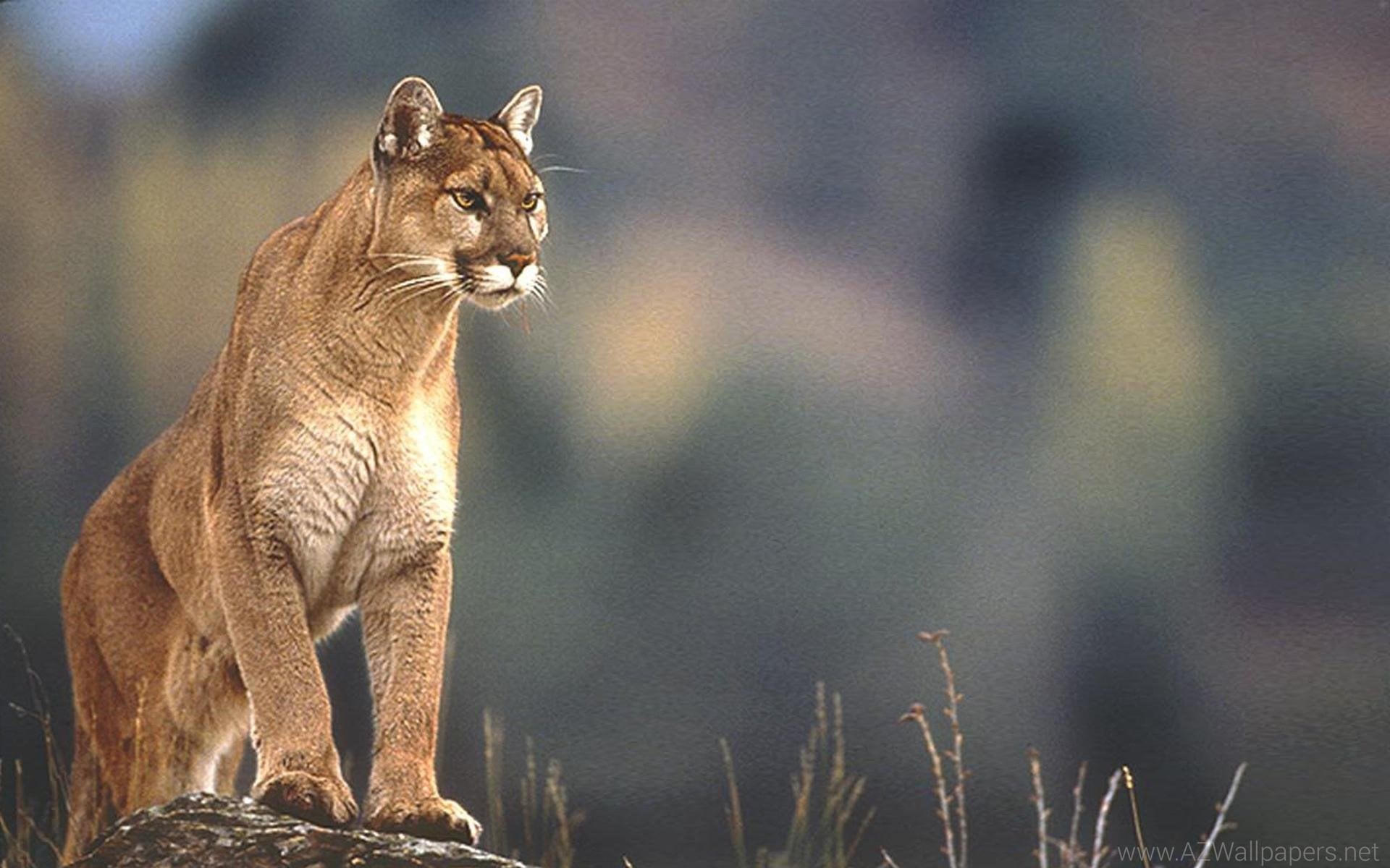 Cougar Wallpapers