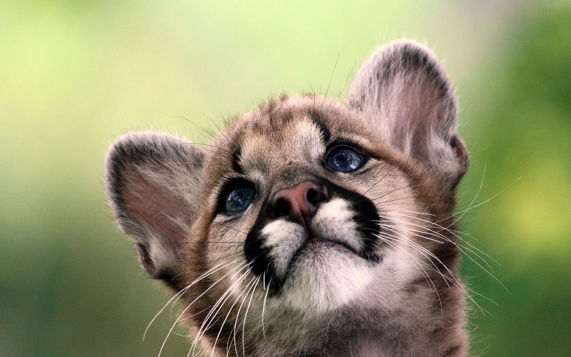 Cougar Wallpapers