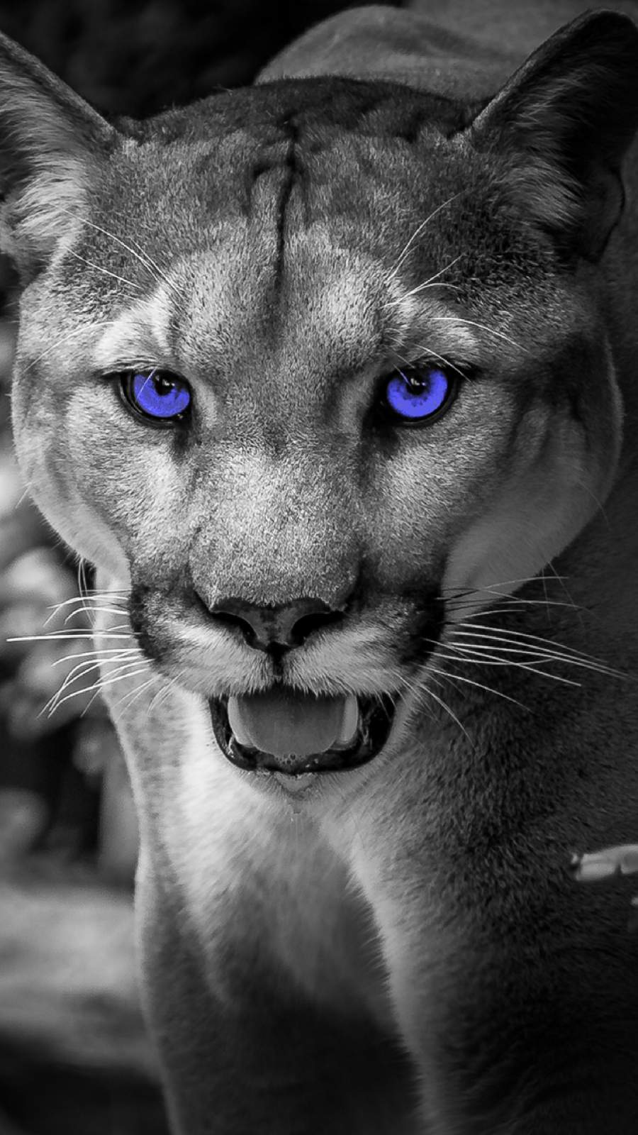 Cougar Wallpapers