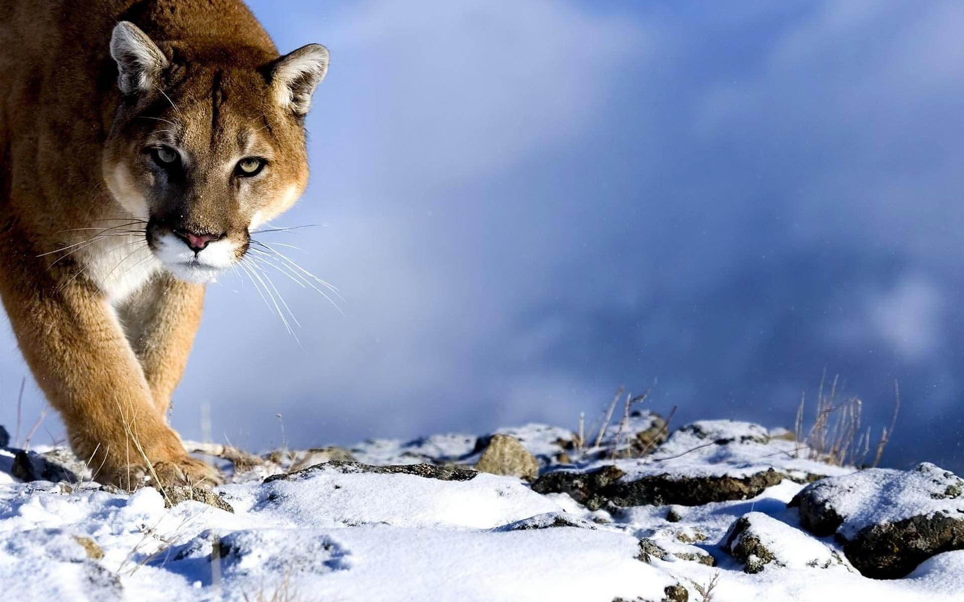 Cougar Wallpapers