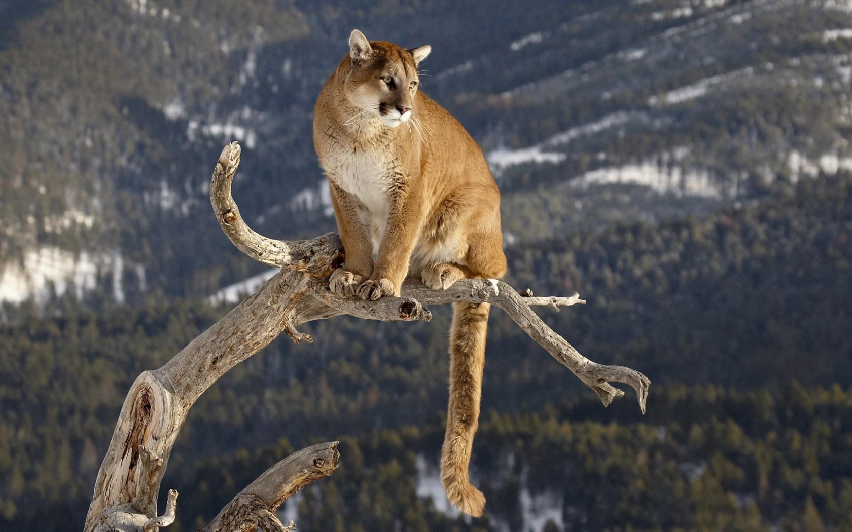 Cougar Wallpapers