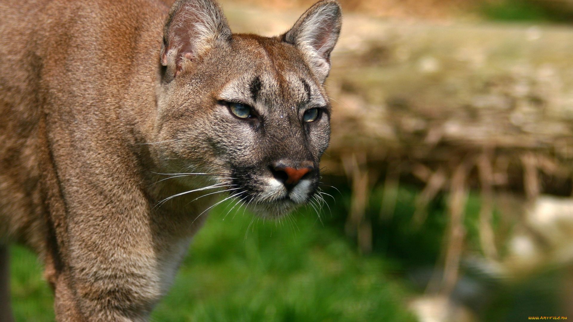 Cougar Wallpapers