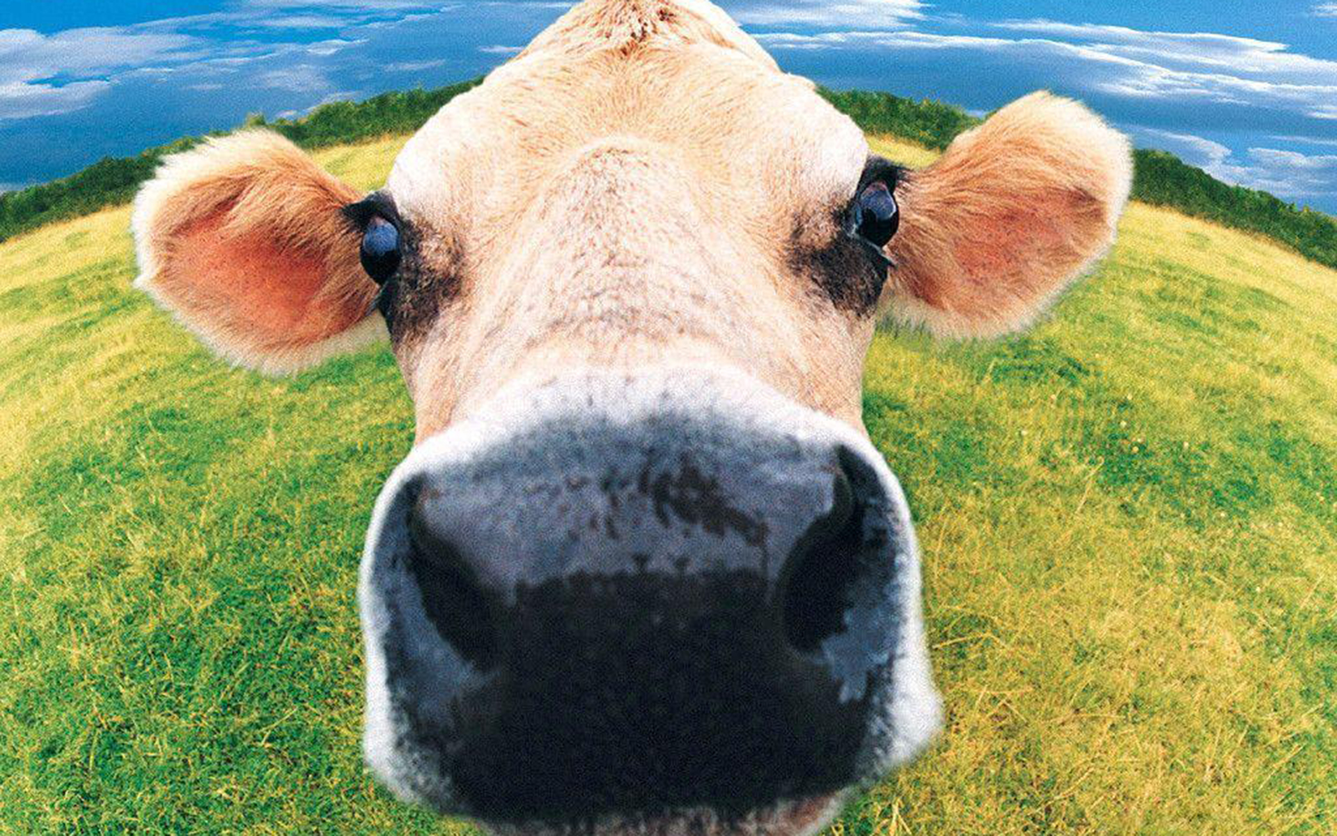 Cow Wallpapers