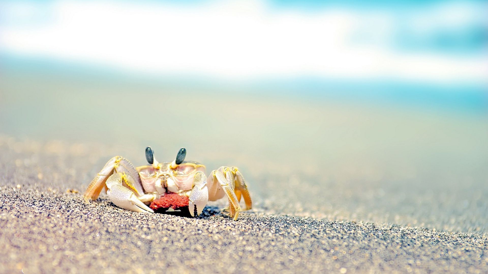 Crab Wallpapers