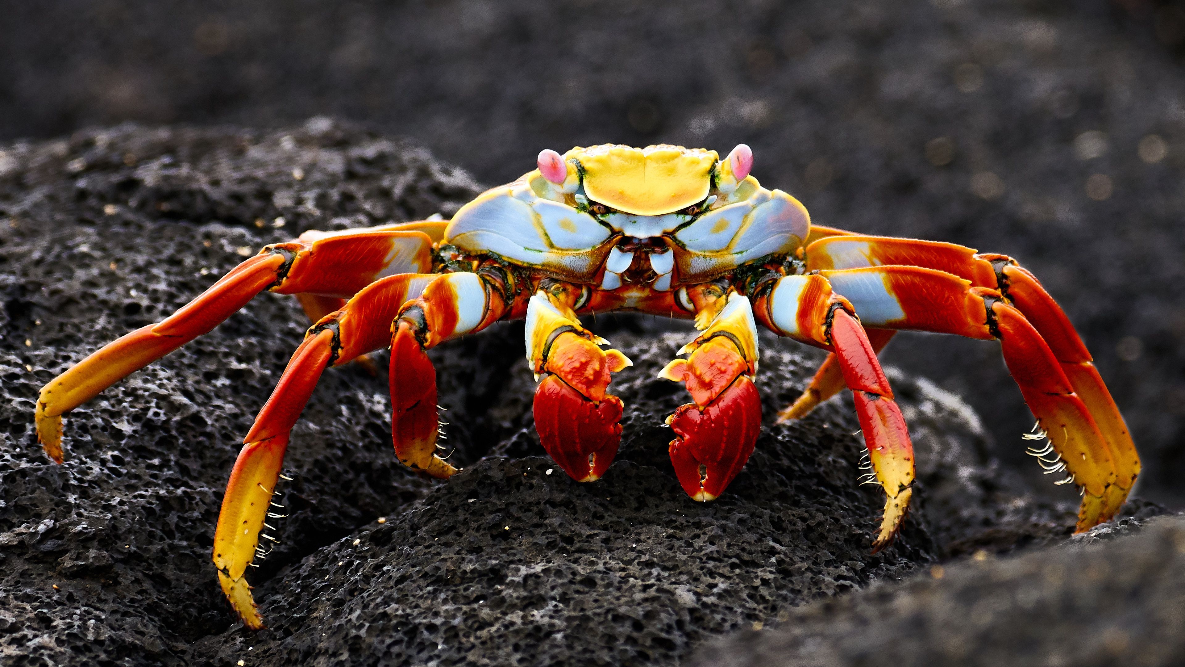 Crab Wallpapers