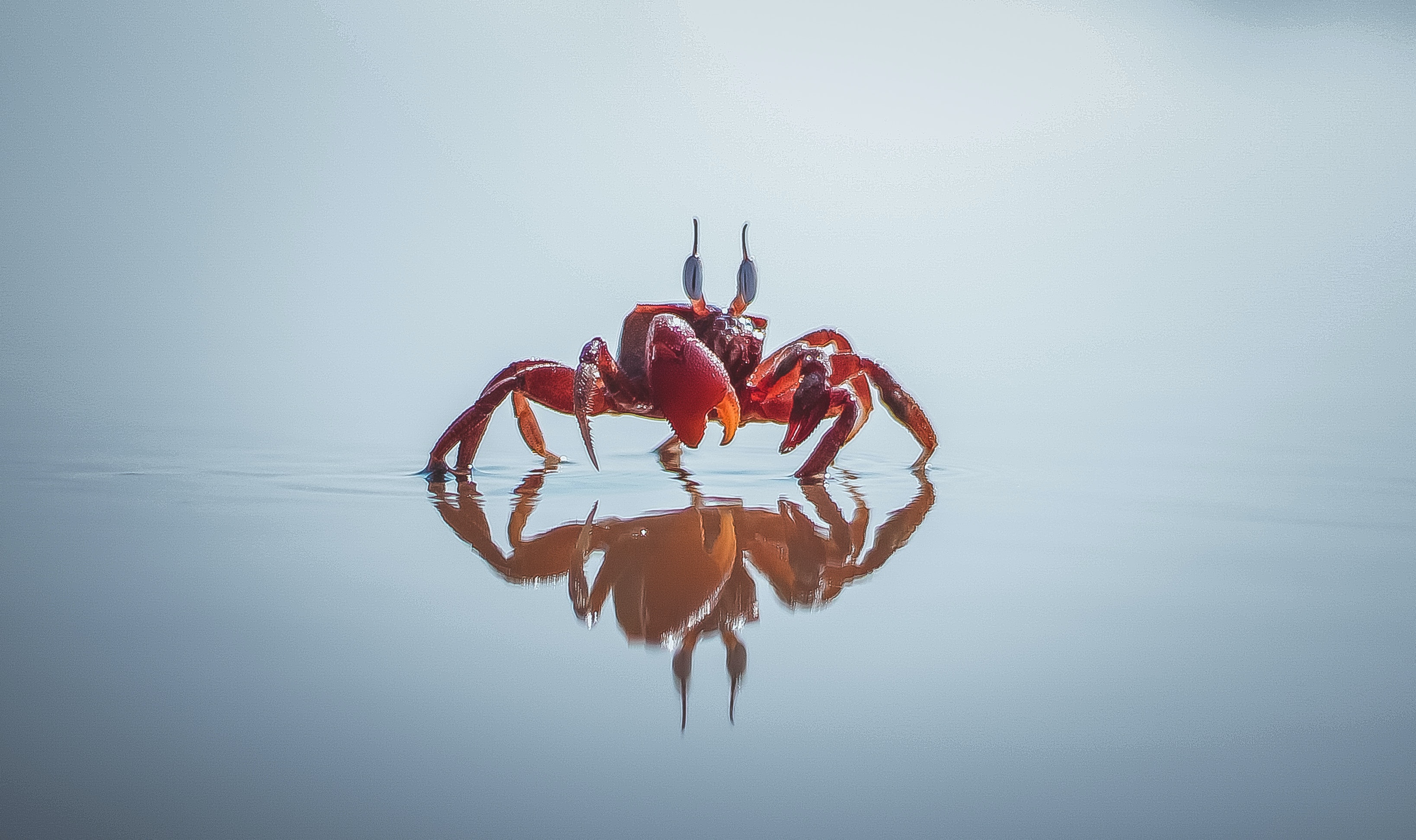 Crab Wallpapers