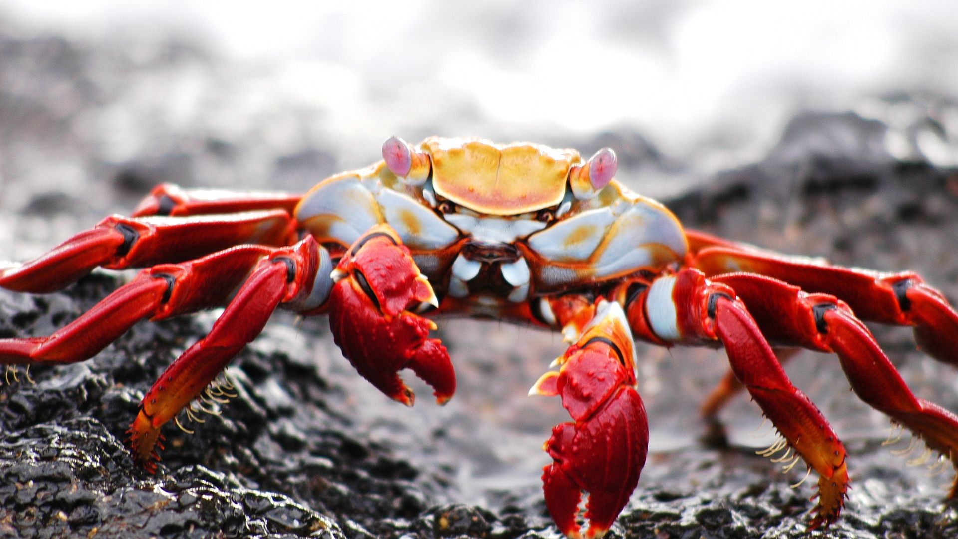 Crab Wallpapers