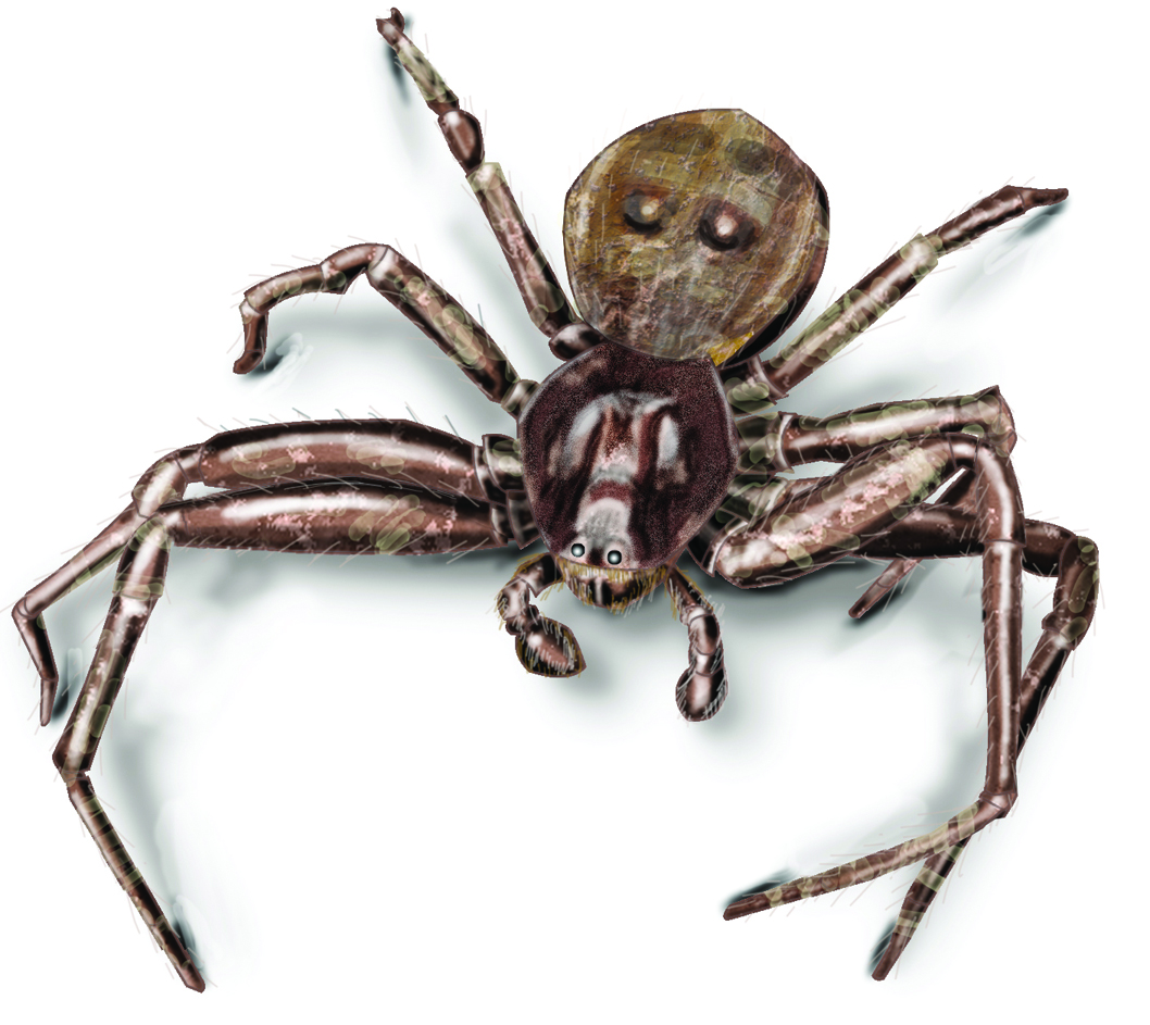 Crab Spiders Wallpapers