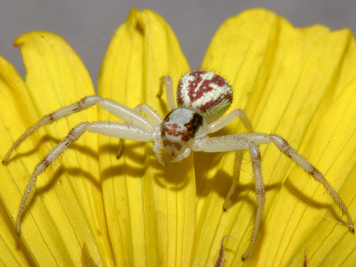 Crab Spiders Wallpapers