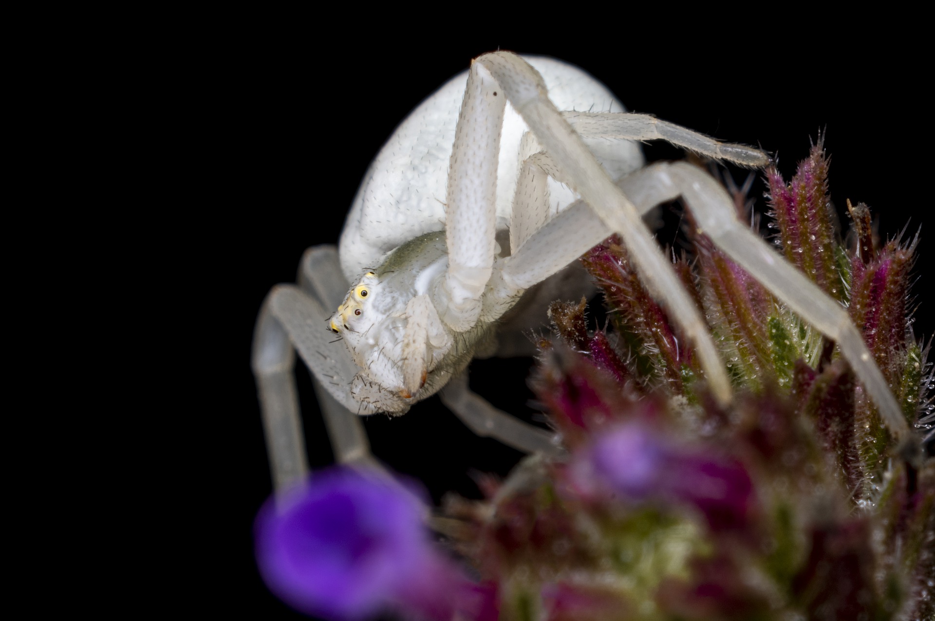 Crab Spiders Wallpapers