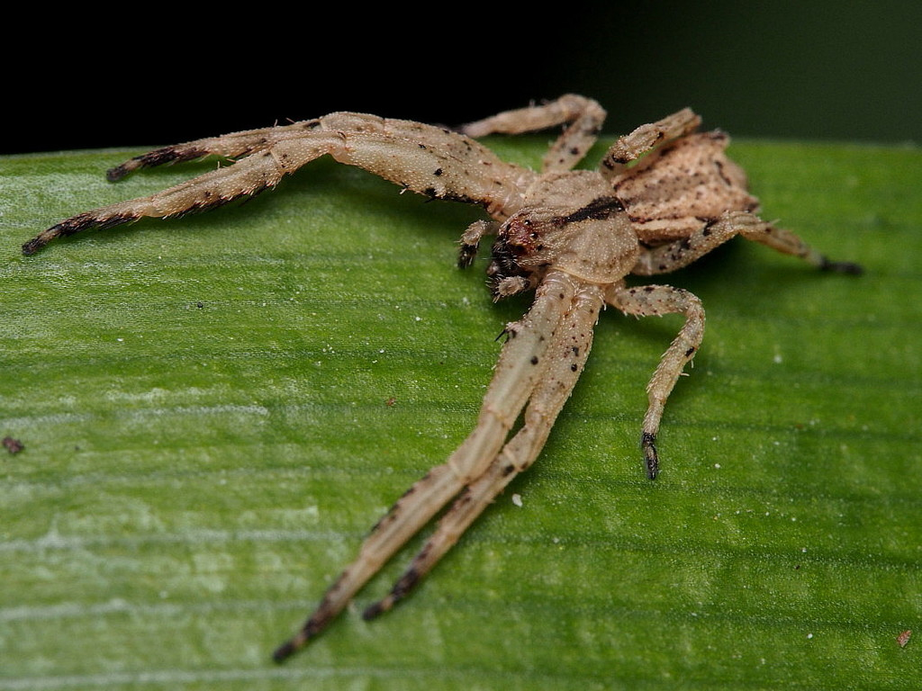 Crab Spiders Wallpapers