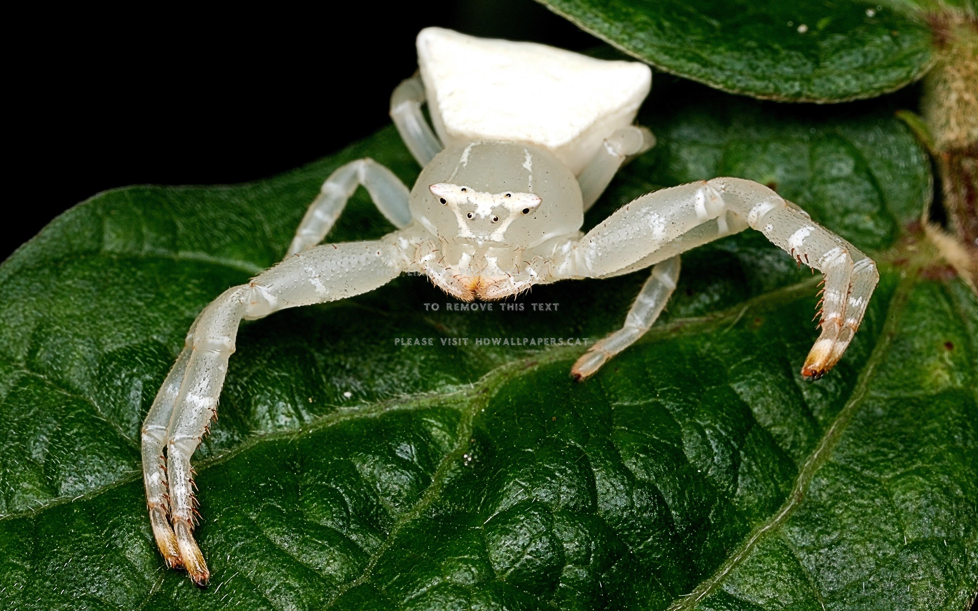 Crab Spiders Wallpapers