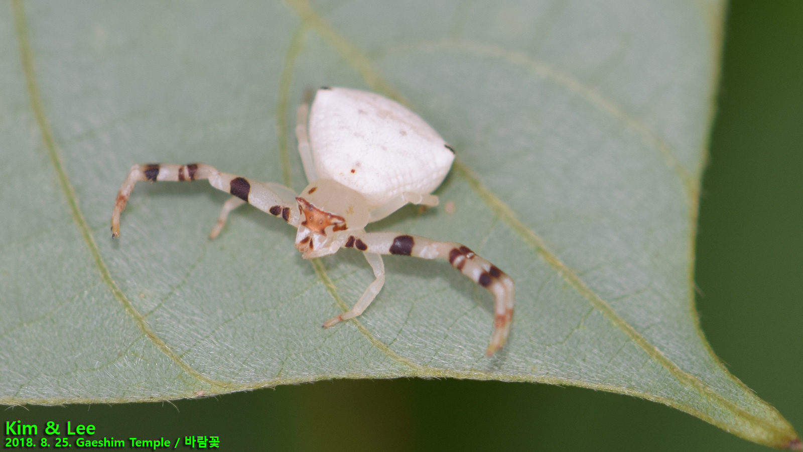Crab Spiders Wallpapers