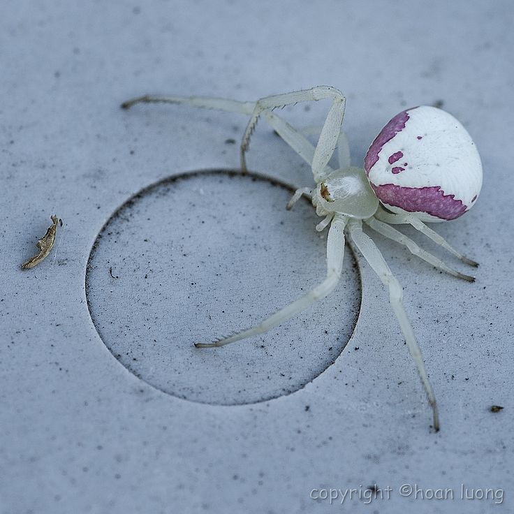 Crab Spiders Wallpapers