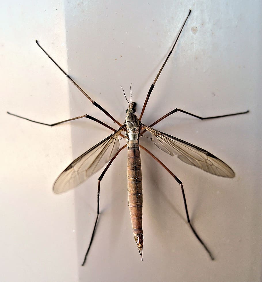 Crane Fly Wallpapers