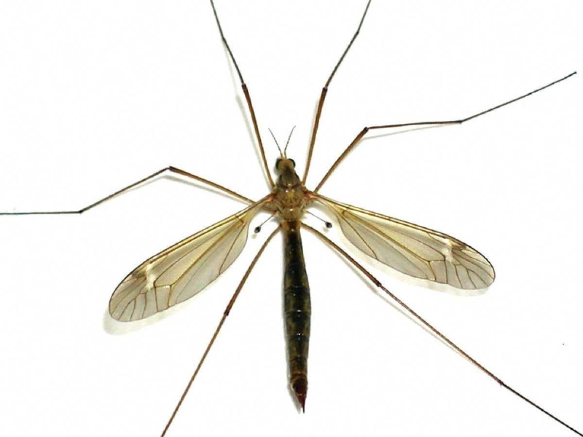 Crane Fly Wallpapers