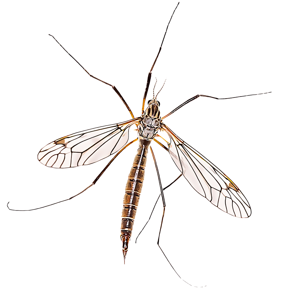 Crane Fly Wallpapers