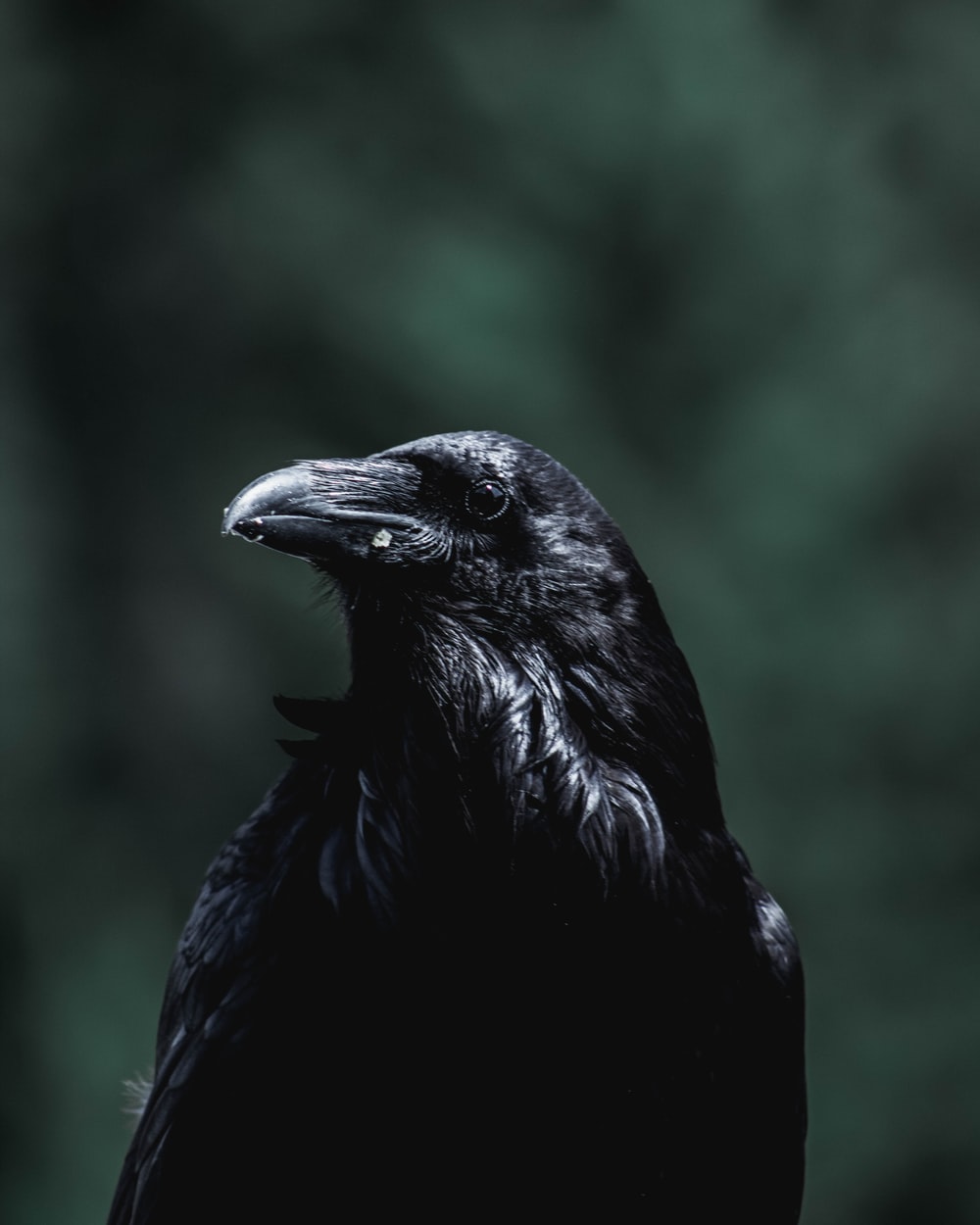 Crow Wallpapers