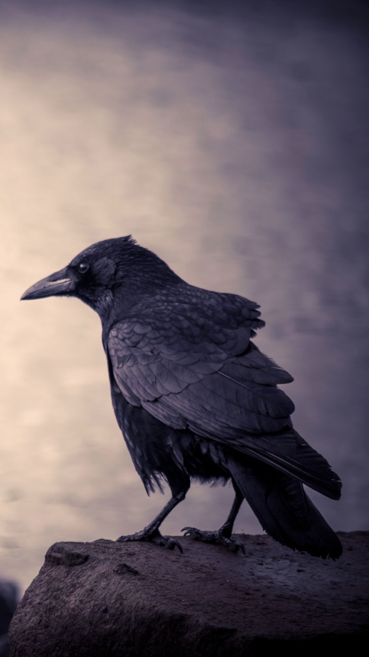 Crow Wallpapers