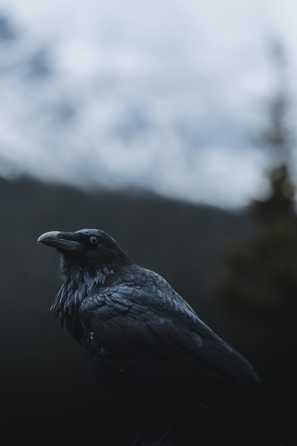 Crow Wallpapers