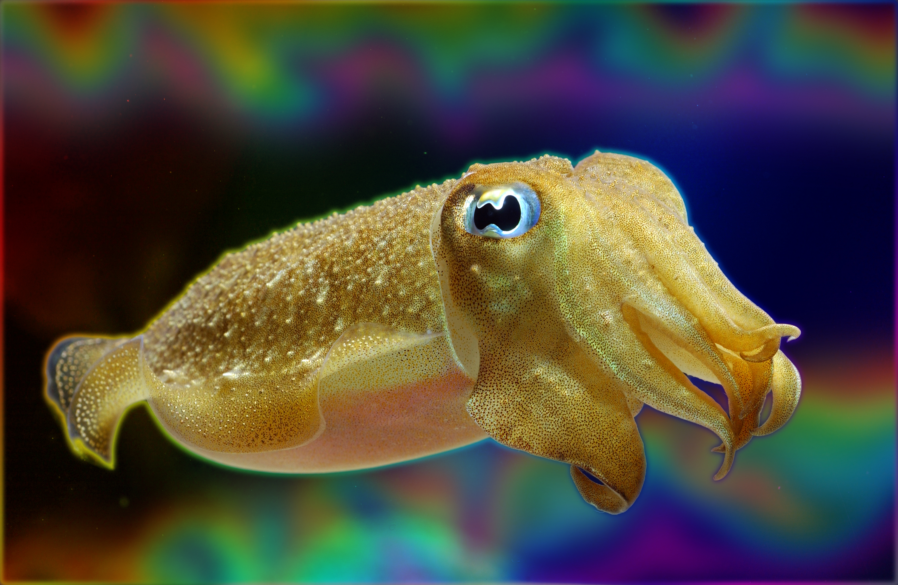 Cuttlefishes Wallpapers